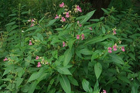 Impatiens Glandulifera