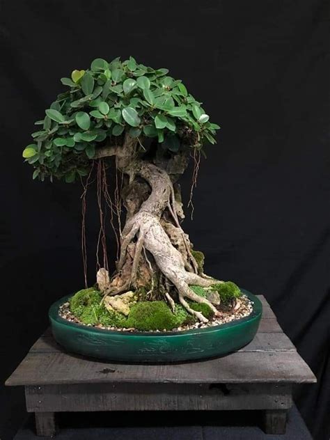 Pin oleh Thanakorn Rawangphai di บอนไซ Pohon bonsai Seni pohon Bonsai