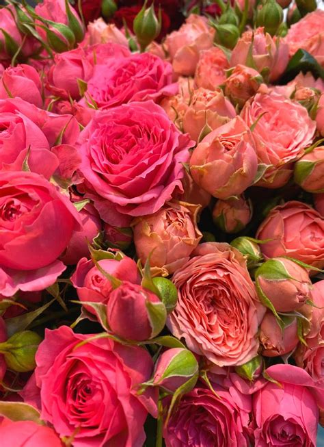 Bubbles Spray Rose Varieties Colors And Vase Life