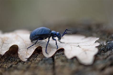 Meloe Violaceus The Violet Oil Beetle Stock Photo Download Image Now