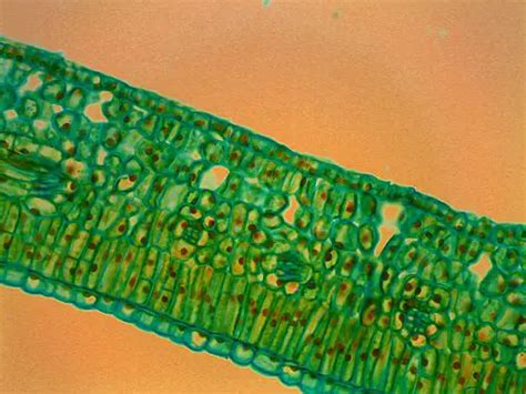 Leaf Structure Under the Microscope