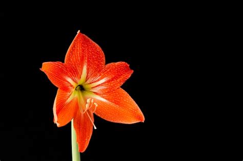 Premium Photo Red Beautiful Flower On A Black Background