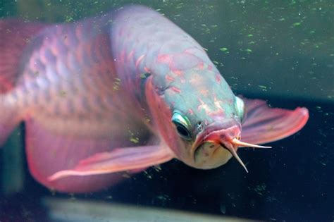 Premium Photo Lots Of Arowana Super Red In Aquarium