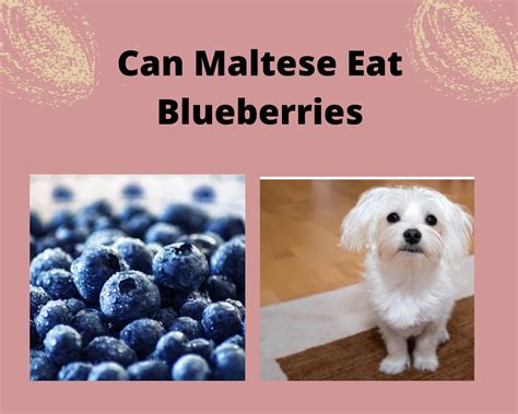 Can Shih Tzu Eat Potato (6 Pros, Cons & Tips)