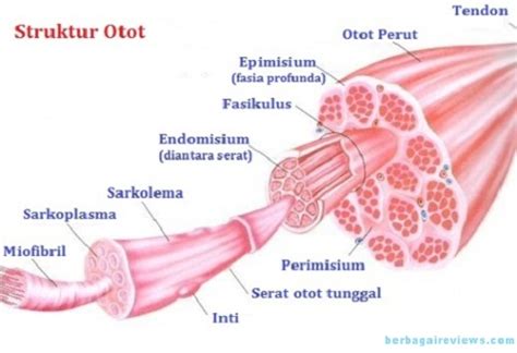 gambar struktur otot lurik  koleksi gambar