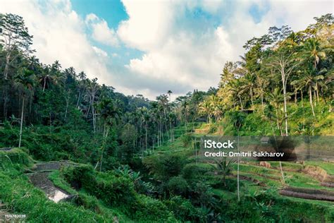 Teras Sawah Dan Pemandangan Hutan Tropis Di Ubud Pulau Bali Foto Stok ...