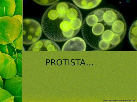 PPTX Protista Biologi DOKUMEN TIPS