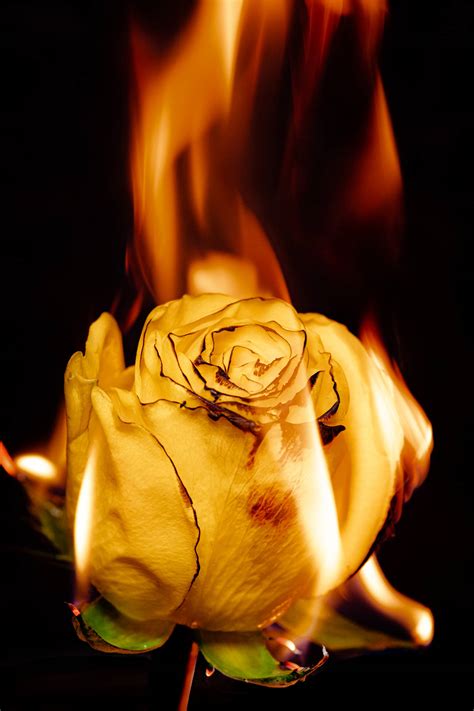 Top 999+ Rose Iphone Wallpaper Full HD, 4K Free to Use