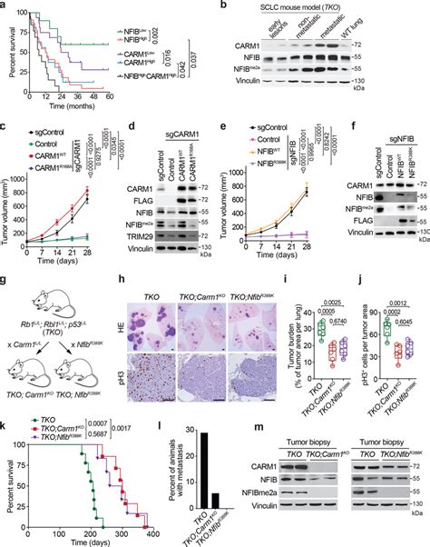 Carm1 Mediated Methylation Of Nfib At K388 Promotes Sclc Pathogenesis A Download Scientific