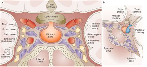 Normal anatomy of the sellar and parasellar regions surrounding the ...