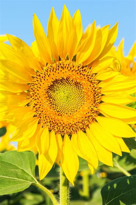 Girassol Amarelo Ensolarado Em Um Fim Do Campo Acima Imagem De Stock