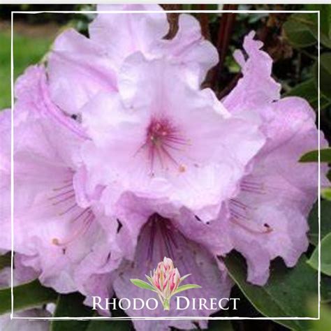 Rhododendron Plum Duff RhodoDirect Buy Rhododendrons Online In New