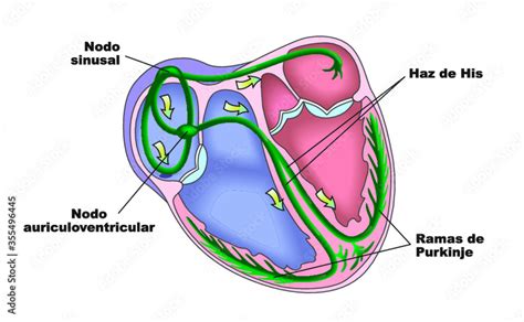 Nódulos eléctricos del corazón humano vector de Stock Adobe Stock