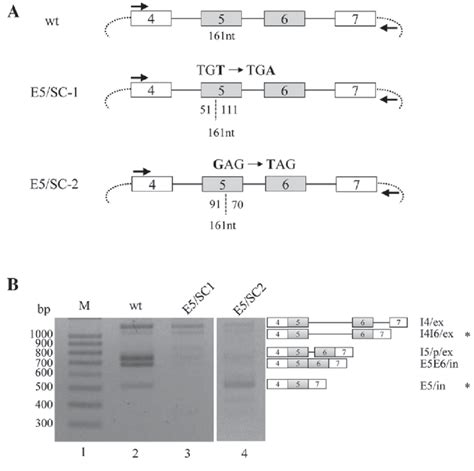 Various Locations Of The Stop Codon In Exon 5 Have Various Effects On