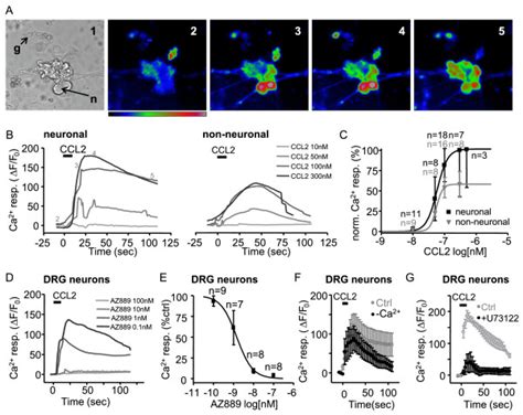 CCL2 Evokes A Calcium Mediated Activation Of DRG Neuronal And