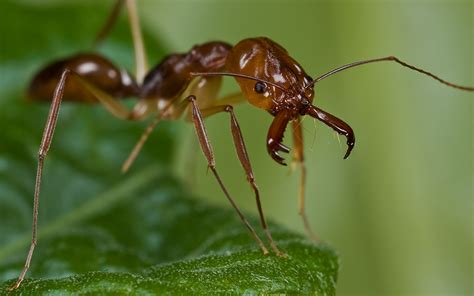 Can Ants Hear? | Ant Facts & Information | Orkin