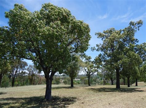 Kurrajong Parade Memorial Trees For The Fallen Inverell Remembers