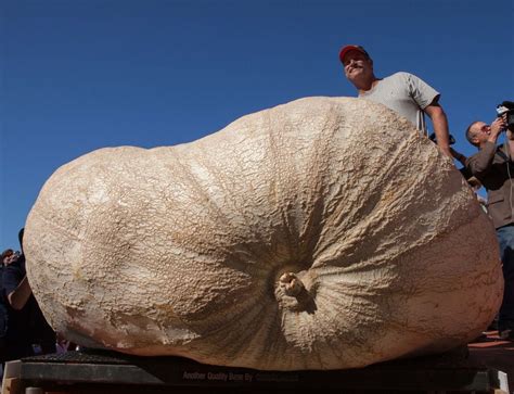 One ton pumpkin in Northern California sets record for world's largest ...