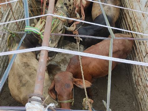 Cattle Smuggling Vehicle Going To Bihar From Up Got Stuck In Mud यूपी से पशु तस्करी कर बिहार