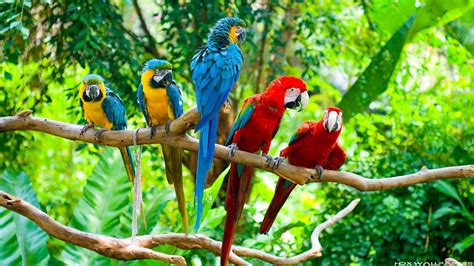 top  parrots wallpaper full hd
