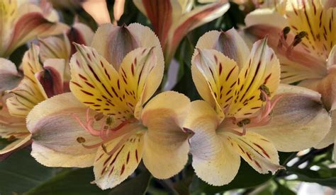 Alstroemeria X Hibrida Maqu Plantas Del Maresme De Calidad