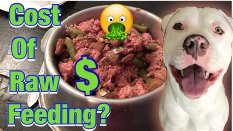 Raw Diet For Pitbulls Pitbull Transition Raw Food Feeding Youtube