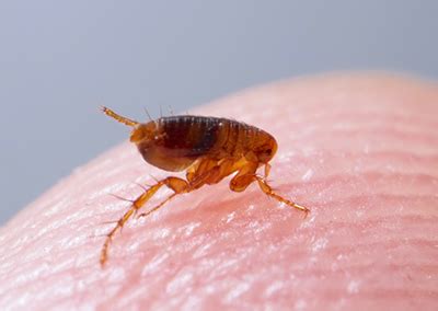 une piqure de puce peut elle transmettre des maladies nociva