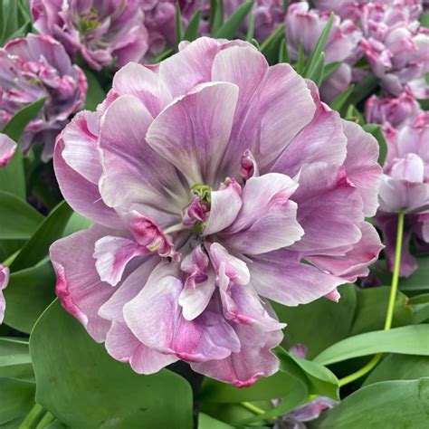 Thompson Morgan Tulip Doubles Collection Bulbs Qvc Uk