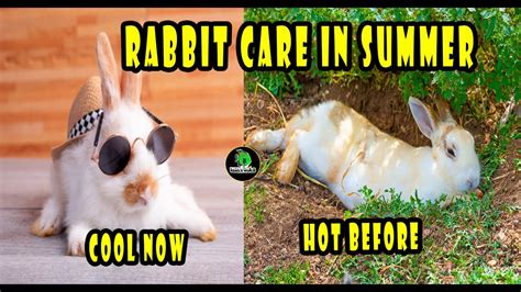 Summer Care Tips For Rabbits How To Keep Rabbits Cool In Summer