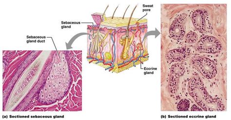 Skin Appendages Integumentary System Project