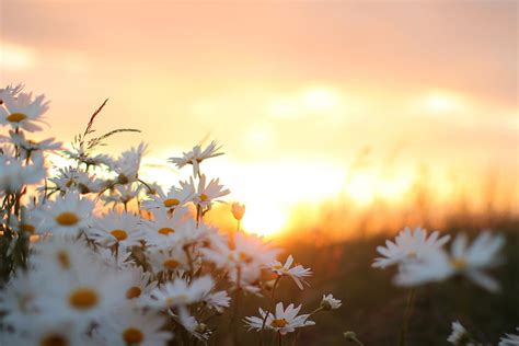 Flowers Camomile Blur Smooth Hd Wallpaper Pxfuel