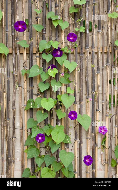 Pictures Of Morning Glories On Trellis Informacionpublica Svet Gob Gt