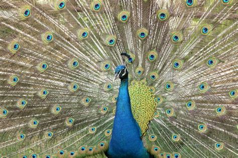 A Peacock Spreading His Tail Displaying His Plumage Stock Photo