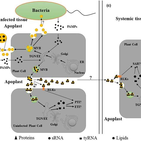 Cargo Of Plant Extracellular Vesicles Evs Pen Plantspecific