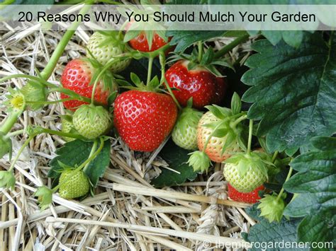 20 Reasons Why You Should Mulch Your Garden The Micro Gardener