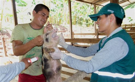 Campaña de vacunación contra peste porcina supera aplicación de 80 mil