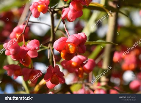 colorful fruits euonymus europaeus european spindle stock photo