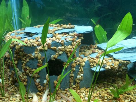 DIY Refuge Caves - Ideas? | Aquarium Forum