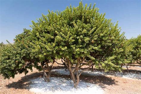 Mastic Tree Garden Zone Ideas