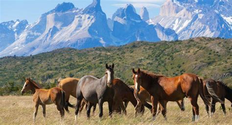 Southern Chilean Patagonia Photo Gallery | Fodor’s Travel