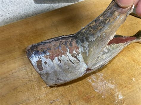 メクリアジのサビキ釣り（船）に行ってきました。釣り方のコツや仕掛け つりにいく