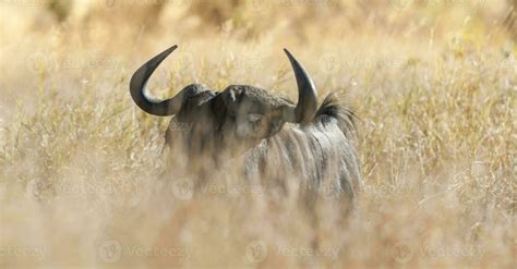 Black wildebeest, Africa 26208894 Stock Photo at Vecteezy