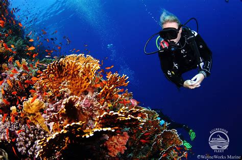 Red Sea Aggressor Ii Liveaboard Reviews And Specials Bluewater Dive Travel