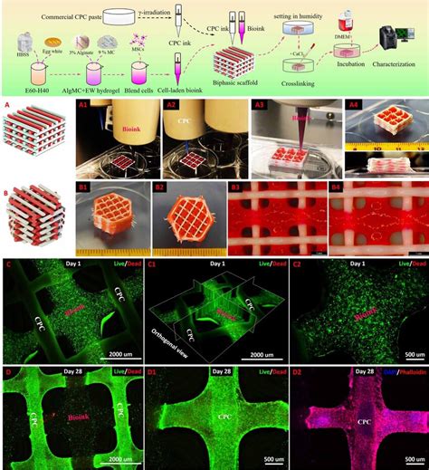 Schematic Diagram Of Preparation Process Of Biphasic Cell Laden