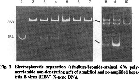 Figure 1 From Inhibition Of Primer Extension By Single Mismatches During Asymmetric Re