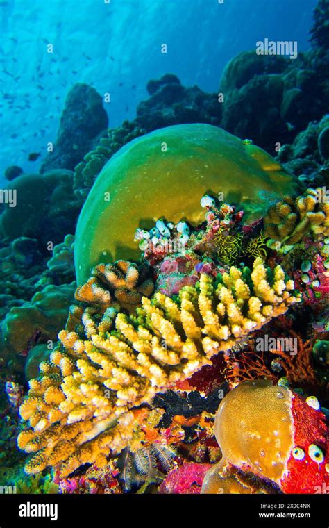 Coral Reef Reef Building Coral South Ari Atoll Maldives Indian