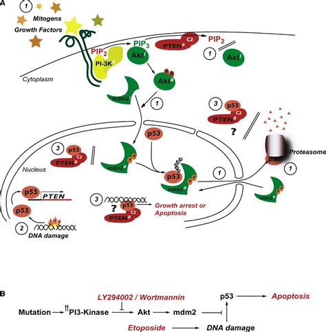 Pten And P Who Will Get The Upper Hand Cancer Cell