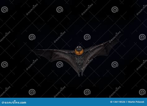 Pteropus Poliocephalus Gray Headed Flying Fox In The Night Fly Away