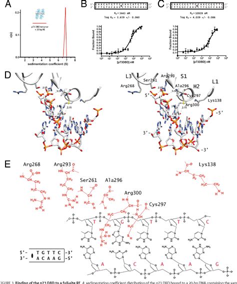 Figure 3 From Crystal Structures Of The Dna Binding Domain Tetramer Of The P53 Tumor Suppressor