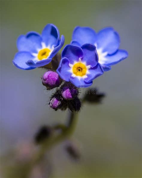 Alpine Forget Me Not Flowers Myosotis Alpestris Stock Photo Image